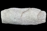 Agatized Fossil Coral Geode - Florida #110161-1